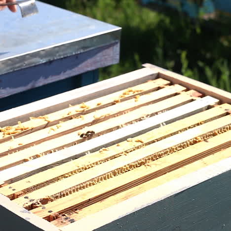 frames of a bee hive. beekeeper harvesting honey. beekeeper inspecting bee hive