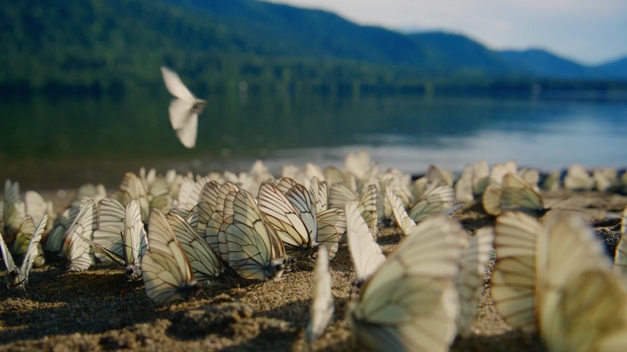Farfalle bianche atterrano e decollano vicino a un lago calmo. Le loro delicate ali svolazzano contro la sabbia illuminata dal sole. Le montagne si ergono dolcemente sullo sfondo. La tranquilla bellezza della natura catturata in momenti di pace.