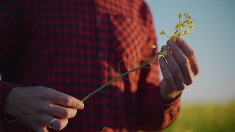 close-up of farmer's hands holding rapeseed flower