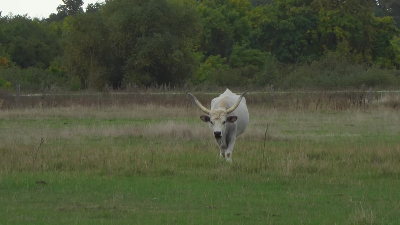 Un grande e grazioso bovino di razza Grigia Ungherese che pascola in lontananza nella Grande Pianura erbosa di Hortobágy
