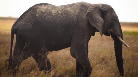 tracking shot of elephant walking alone at savannah, serengeti