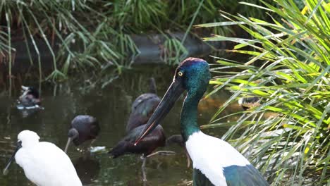 storks and egrets in serene wetland environment