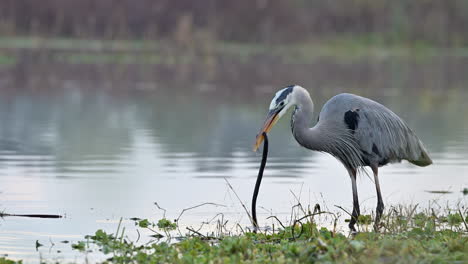 Great-blue-heron-shaking-a-just-caught-eel-before-eating-it