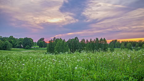 clouds moving in sky at sunset in rural countryside landscape with dandelions in foreground and trees in background