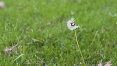 aufnahmen eines löwenzahns, der allein in einem wunderschönen grünen gras steht-1