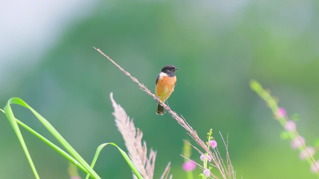 Un magnifique traquet de Sibérie se repose sur une tige d'herbe oscillante dans une prairie indienne verdoyante et luxuriante. Images cinématographiques de la nature pour la narration environnementale et de la faune.