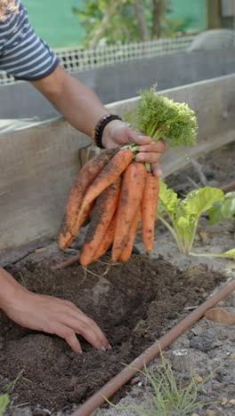 vertical video of biracial man picking carrots in garden, slow motion