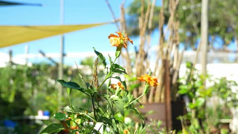 hermosas flores de crossandra en el vivero - la flor del petardo en un día soleado - vivero de plantas en australia