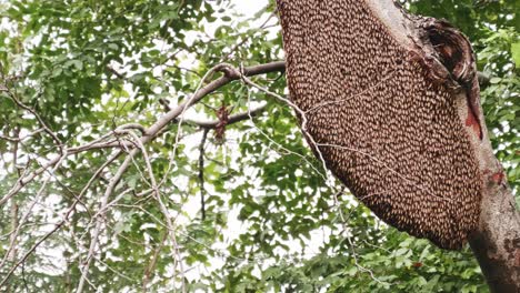 Große-Bienenwabe-Auf-Einem-Baum-Im-Natürlichen-Wald,-4k