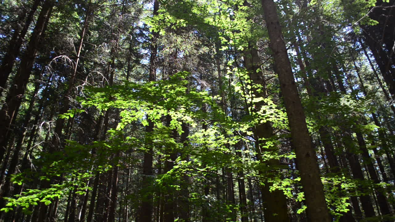 Pini alti. Alberi in montagna.