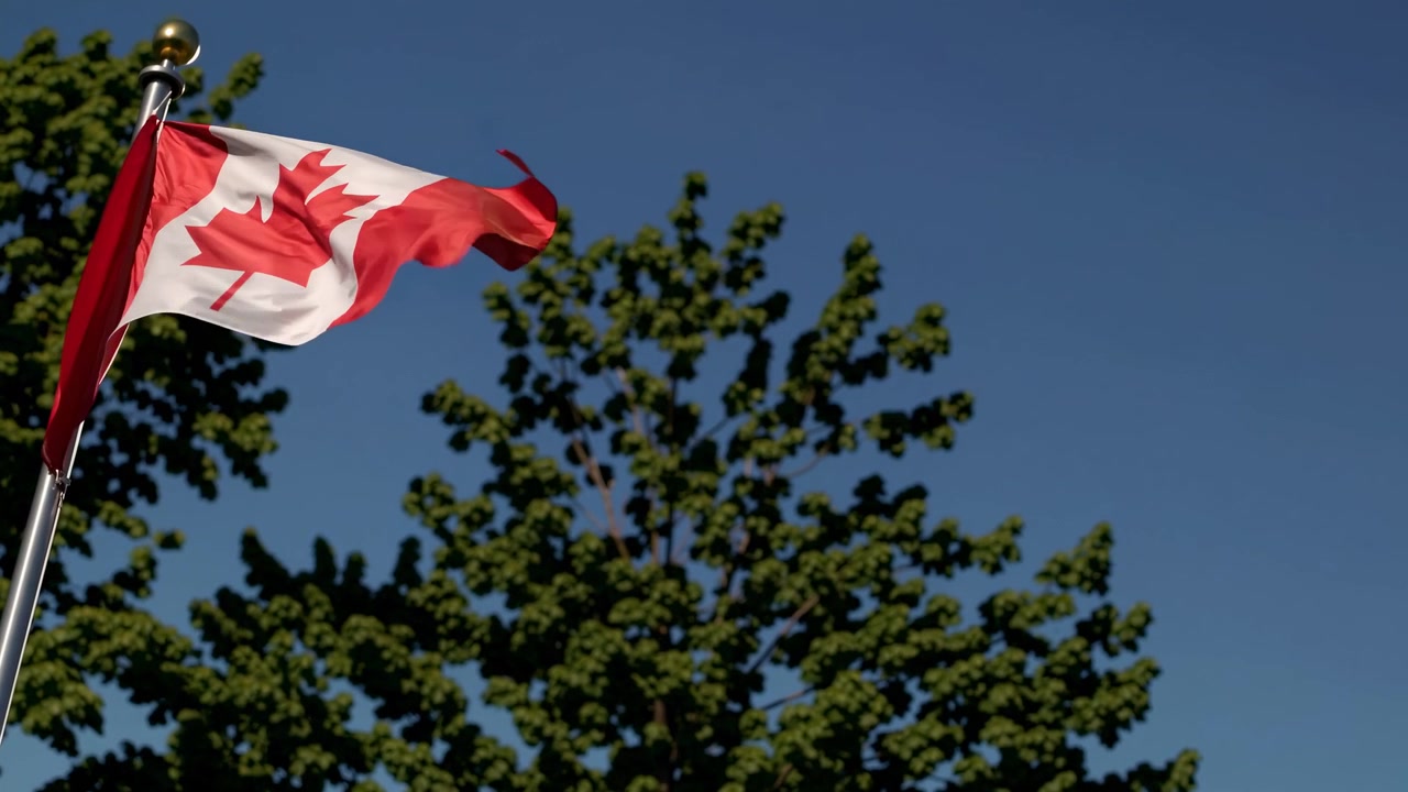Bandiera canadese che sventola contro un cielo azzurro limpido e un albero