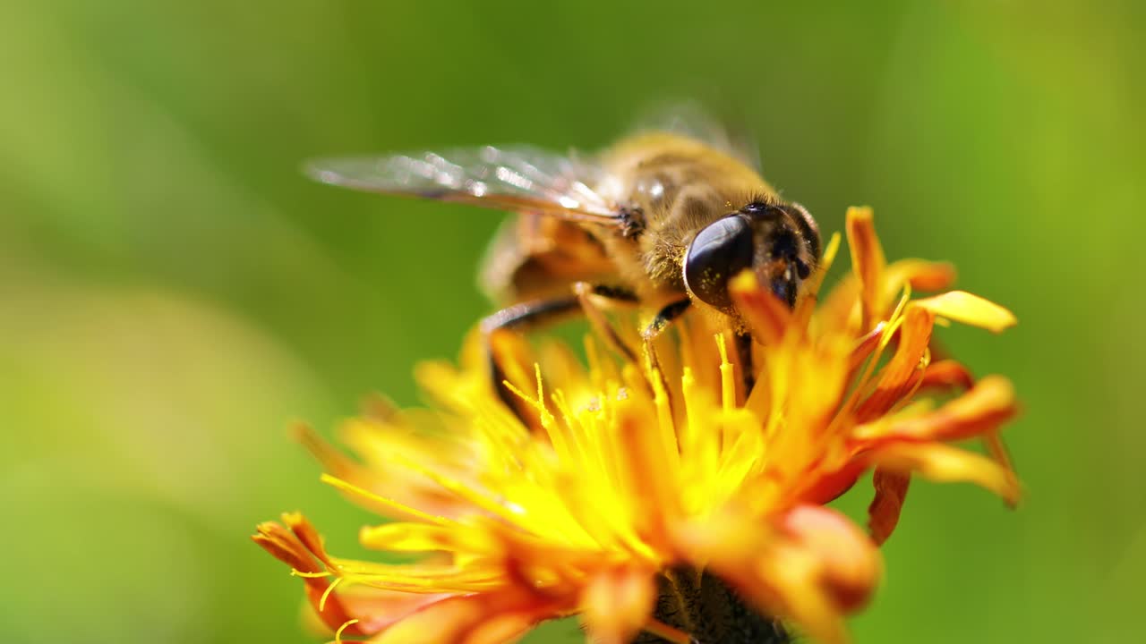 Wasp collects nectar from flower crepis alpina