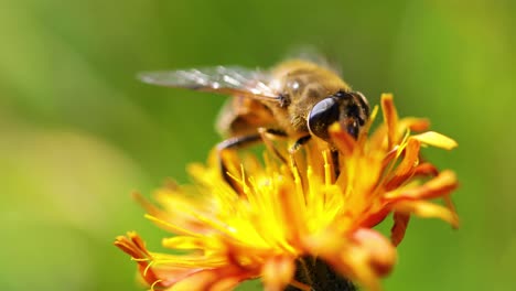 Wasp-collects-nectar-from-flower-crepis-alpina