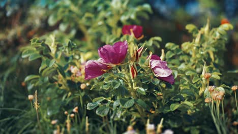 Delicadas-Y-Fragantes-Flores-De-La-Rosa-Del-Perro-En-Un-Primer-Plano