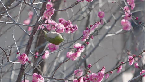 warbling white-eye bird eating upside down on nectar from pink flowers of plum tree