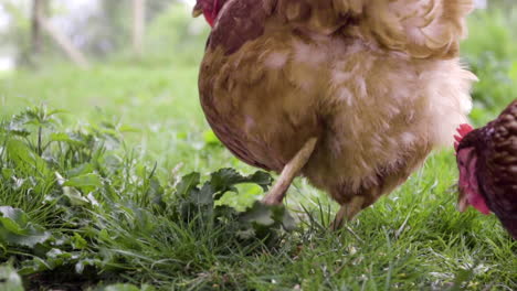 the back of a chicken eating corn on grass in slow motion