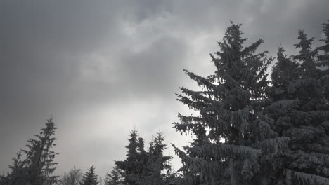 Swaying-conifer-trees-covered-in-snow-on-dark,-cold,-cloudy-winter-day