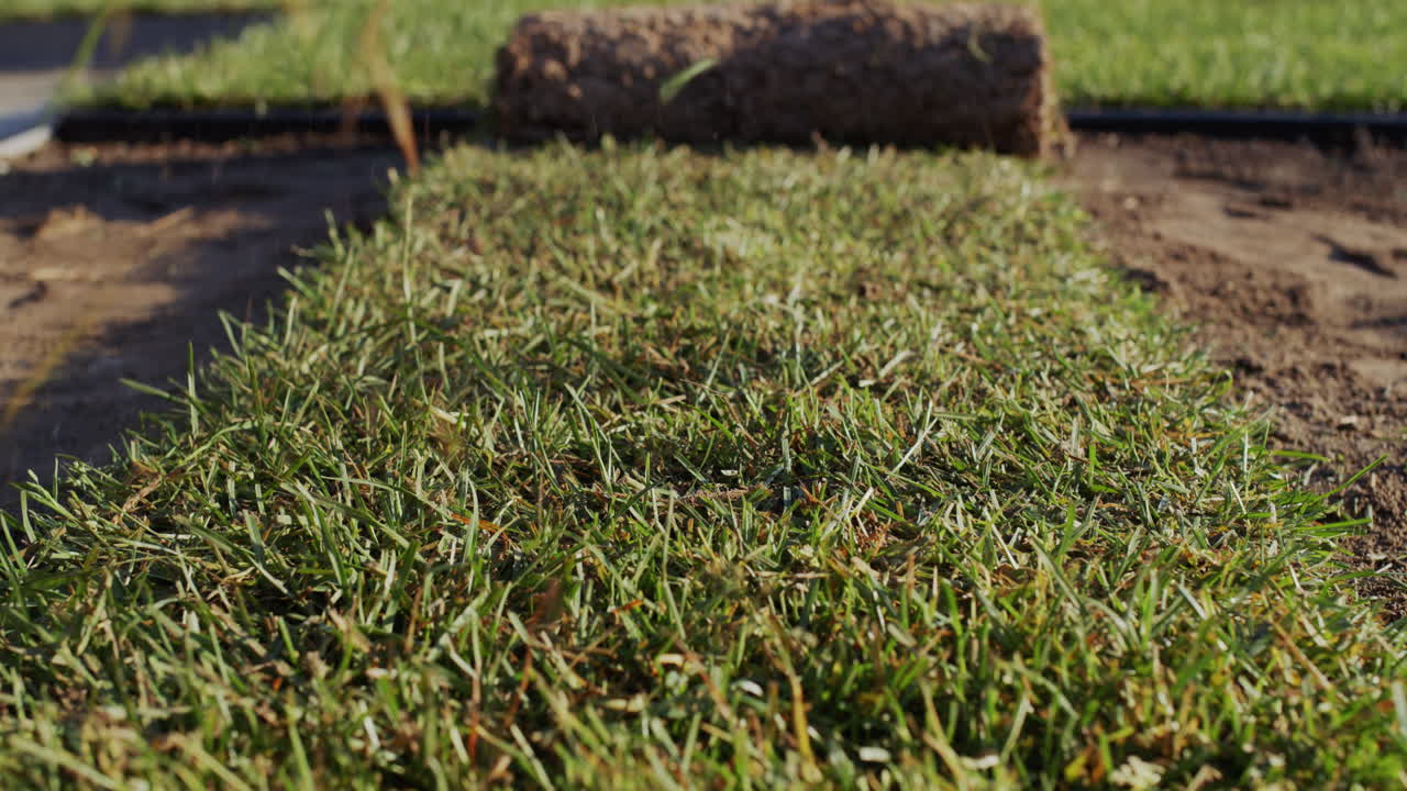 un rollo de césped rueda hacia la cámara. paisajismo