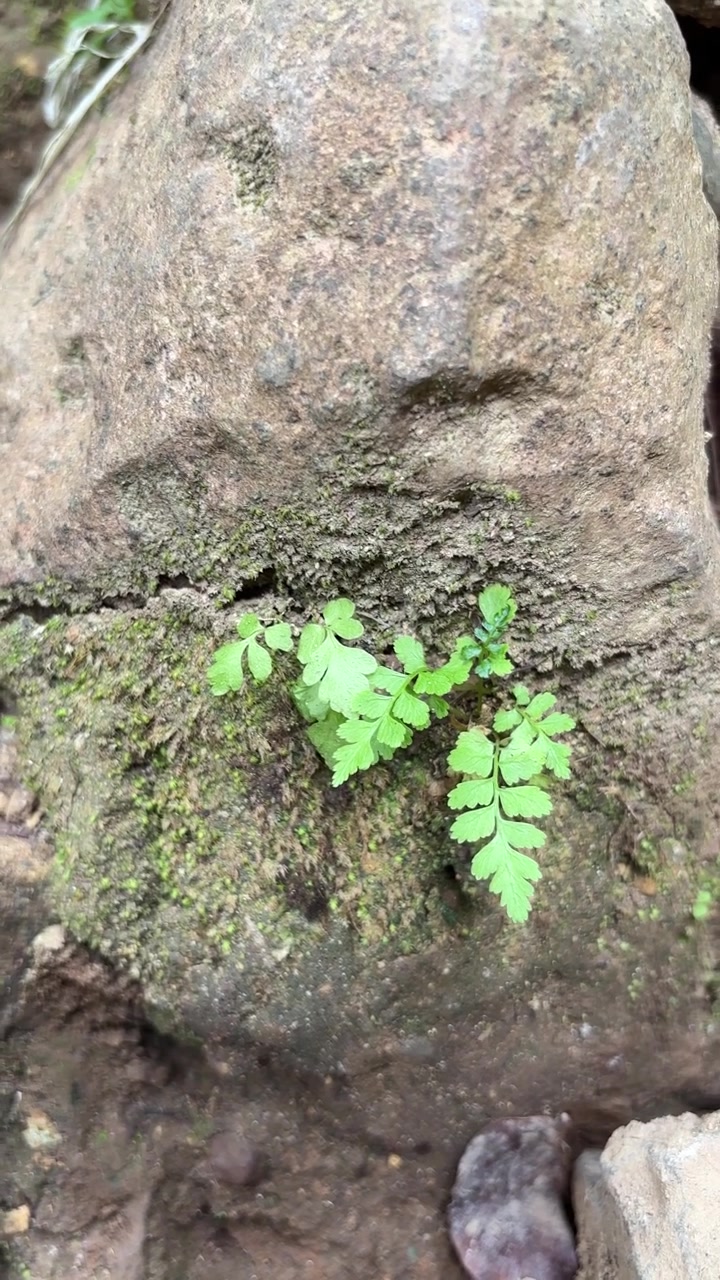 Piccola felce verde che cresce da una roccia muschiosa