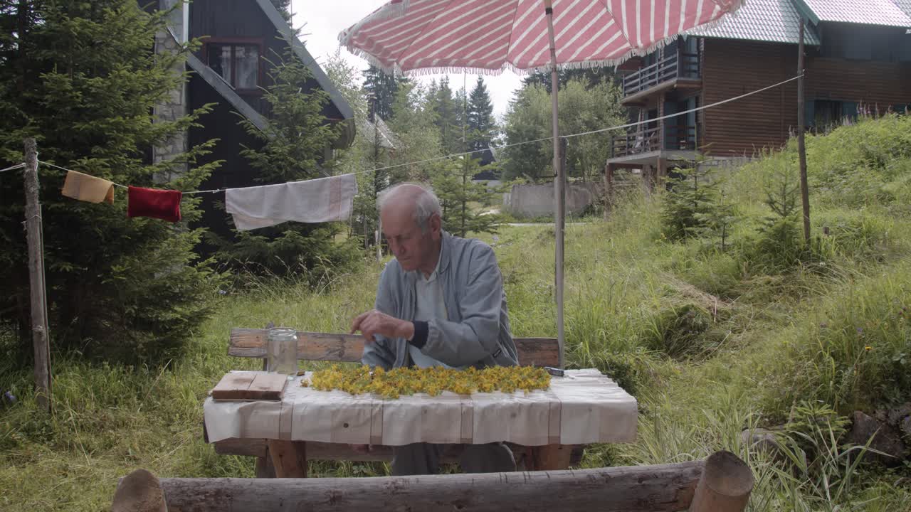 Old man picking and harvesting St John's wort in beautiful garden, right hand