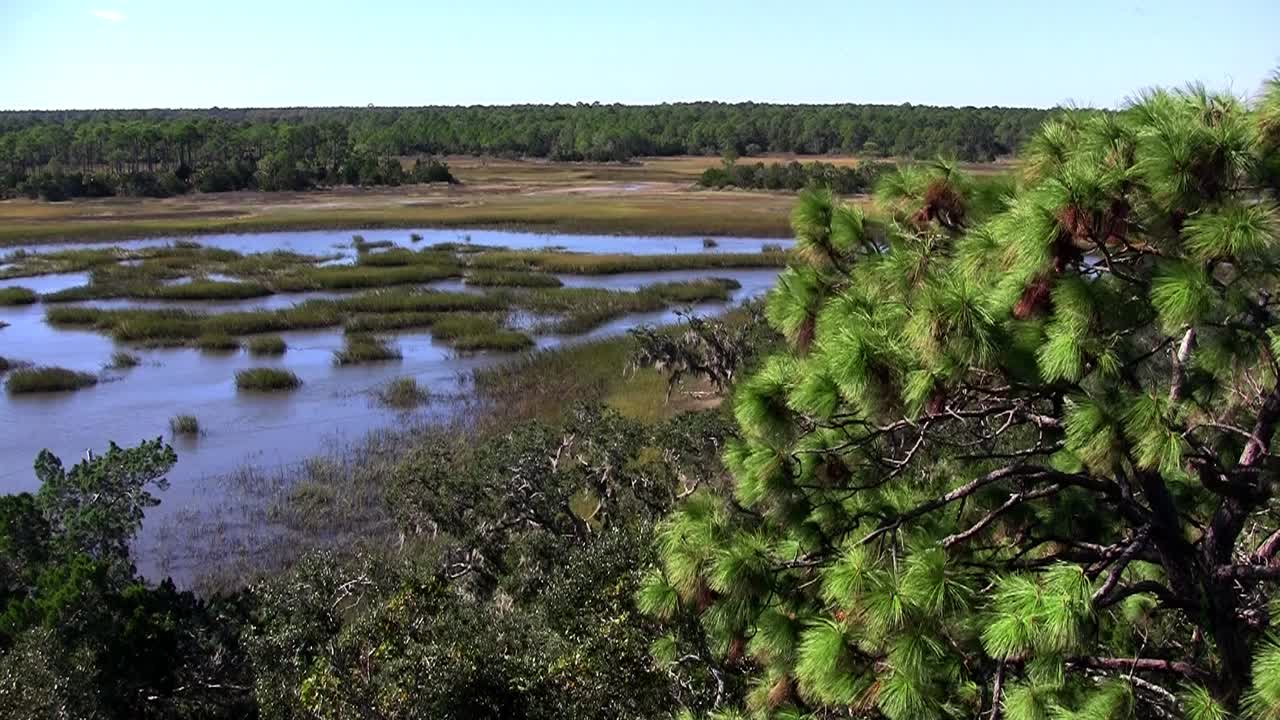 en saltmarsk nær st. augustine florida 2