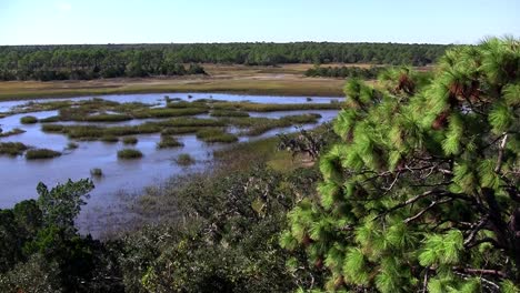 Ein-Salzmarsch-In-Der-Nähe-Von-St-Augustine-Florida-2