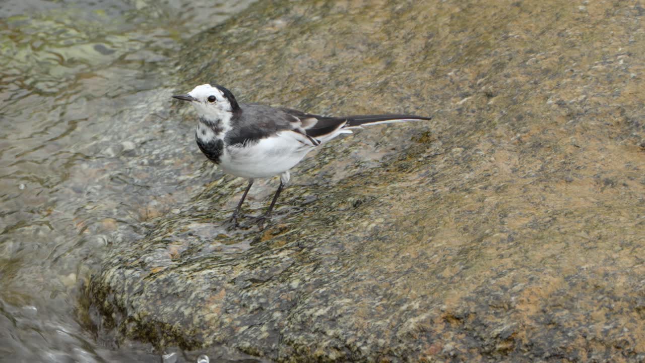White Wagtail Amur Wagtail Bird Jumps From Stone to Stone in Shallow Water Brook