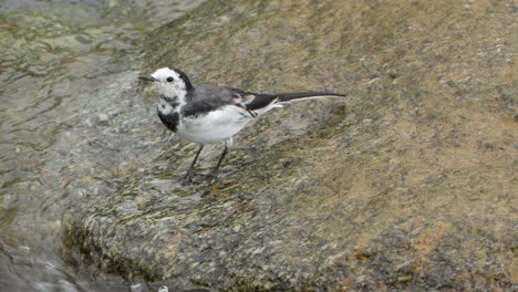 white wagtail amur wagtail bird jumps from stone to stone in shallow water brook