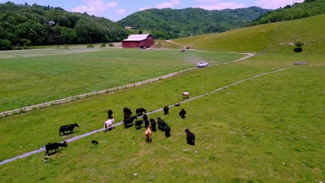 PICKUP-TRUCK-TRAVELS-DOWN-DIRT-ROAD-WITH-RED-BARN-IN-BACKGROUND-AND-CATTLE-IN-SUGAR-GROVE-NC,-NORTH-CAROLINA-NEAR-BOONE-NC