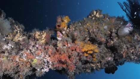 a scuba diver lights up the colourful coral covering an underwater artificial reef structure