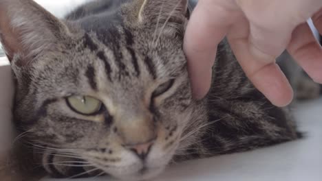 young striped tabby cat enjoying affection from owner close up shot