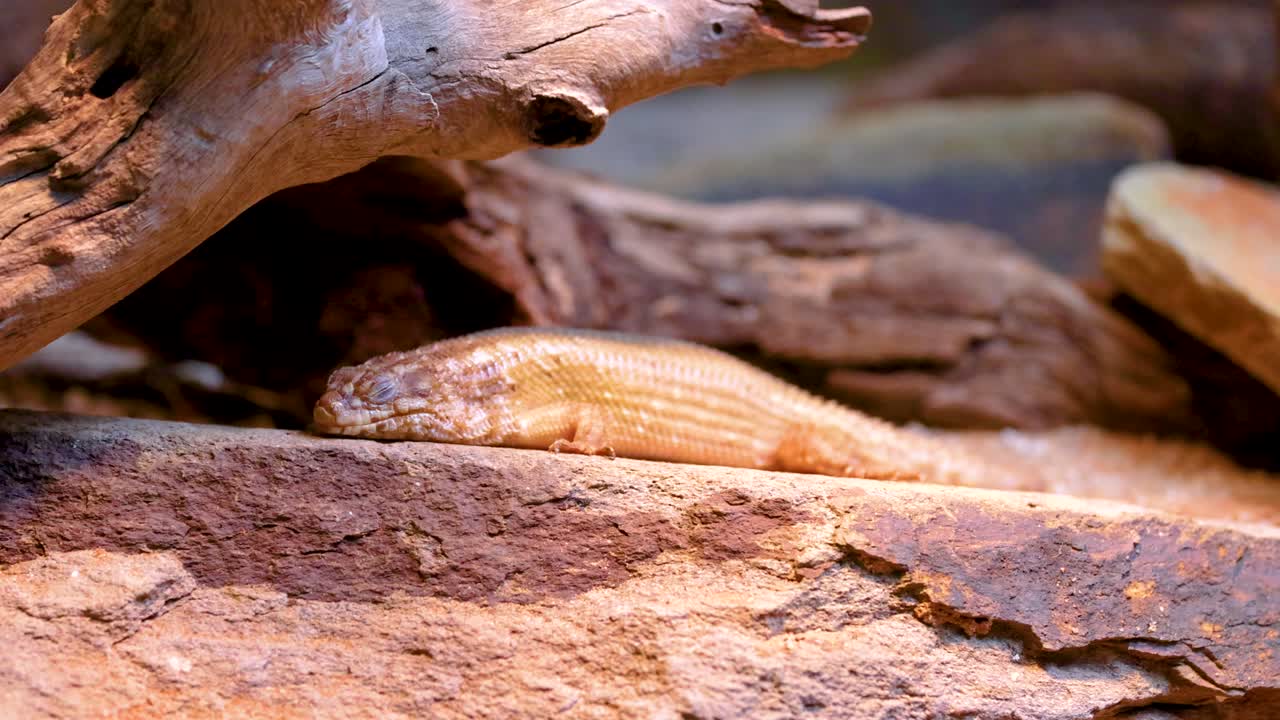 도마은 건조한 나무와 질의 질감으로 둘러싸인 자연적인 조명 아래 바위 표면에 여전히 누워 있습니다.