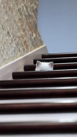 Cat resting on stairs. Portrait of little cat lying down on the home wooden stair. Vertical video