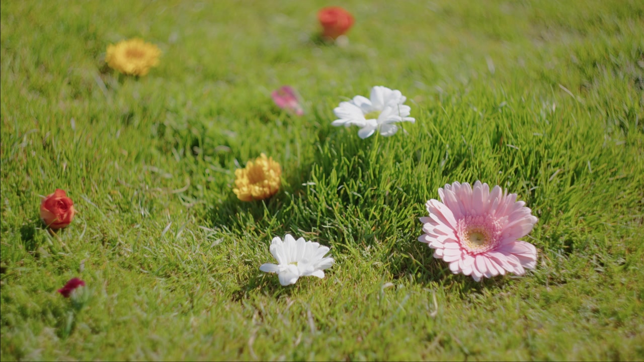 Pink, white and yellow flowers rest in sunlit grass, creating a soft spring