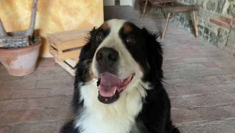 Ein-Hund-Gähnt-Vor-Dem-Zimmer-Auf-Einer-Veranda-Sitzend,-Berner-Sennenhund,-Großer-Schwarz-weißer-Hund