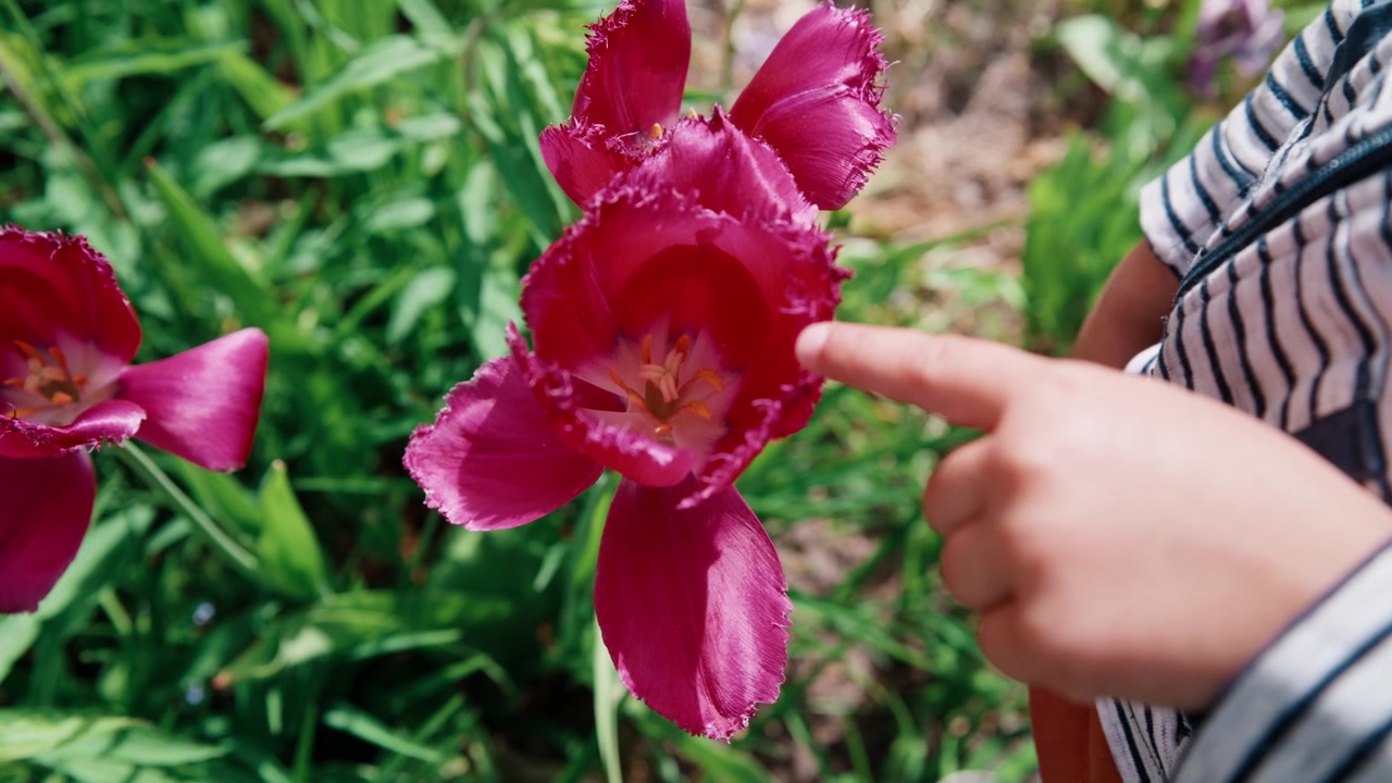 Perspektif atas (top shot) menunjukkan tangan anak-anak memasuki bingkai untuk menunjuk tulip merah muda cerah yang mekar penuh. Kontras antara tangan kecil dan kelopak bunga yang lembut menonjolkan se