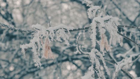 Baumzweige-Mit-Hängenden-Samen,-Bedeckt-Mit-Frost-Zeitlupe