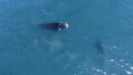 Madre-Ballena-Sube-A-La-Superficie-Mientras-Su-Bebé-Permanece-Bajo-El-Agua---Vista-Aérea-De-Arriba-Hacia-Abajo