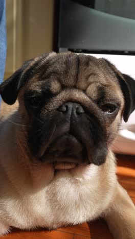 pug dog