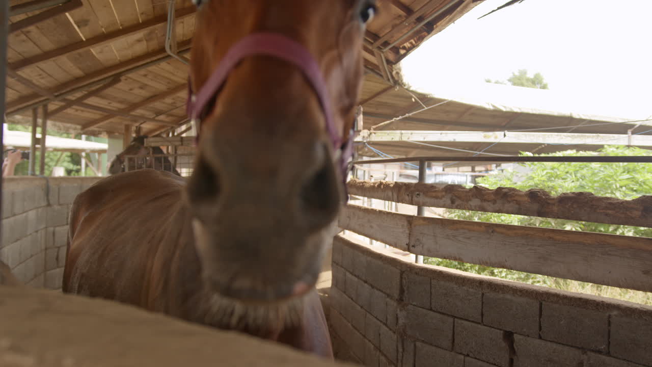 caballos dentro de un caminante automático caliente, caminando en círculo, disparo en primer plano