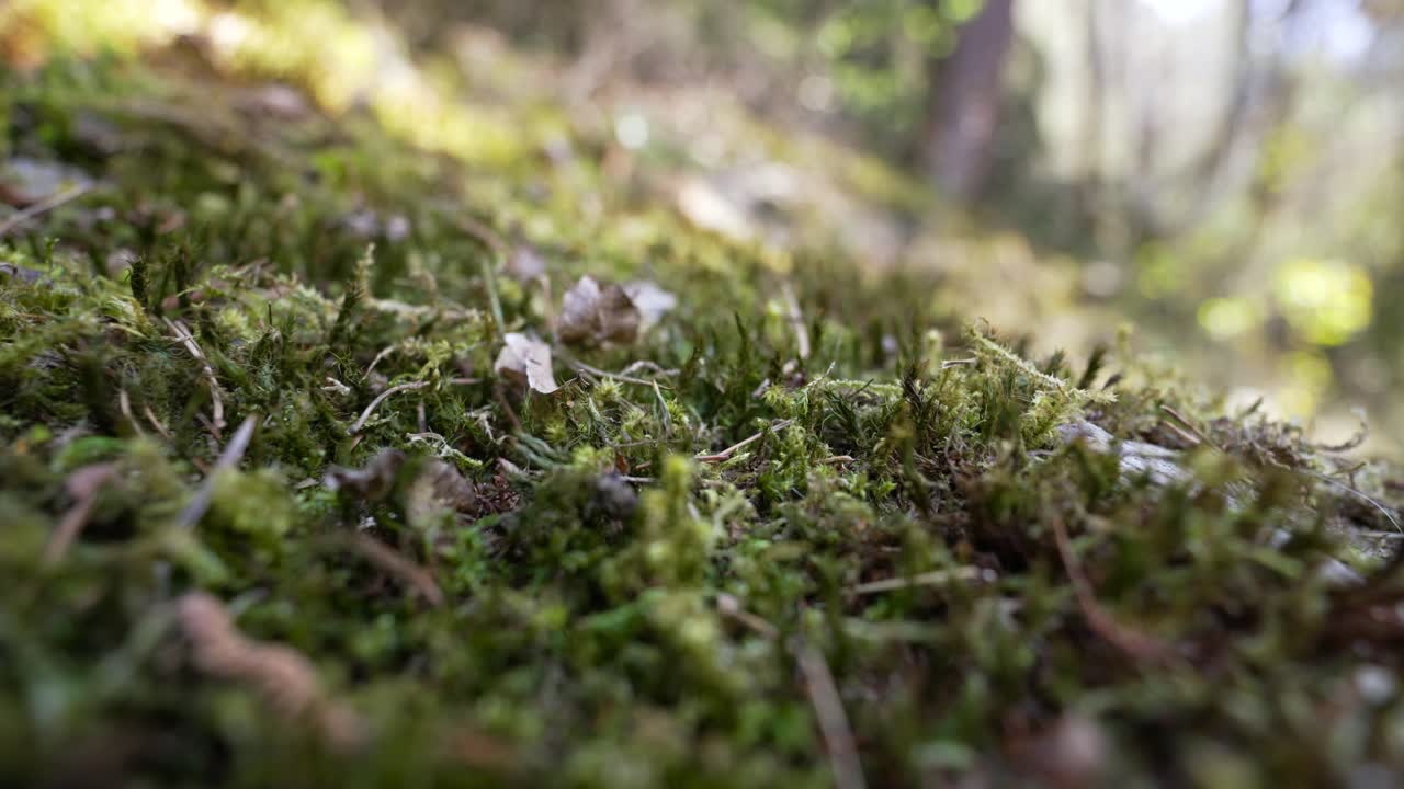 Foresta fatata, sole serale nebbioso in Alto Adige con muschio verde.