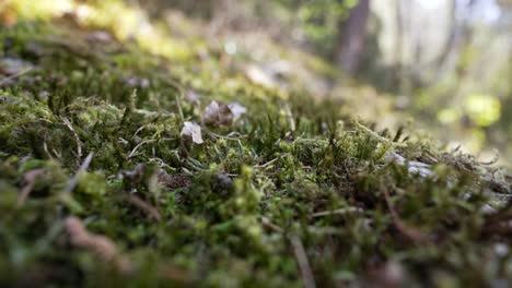 fairy forest misty evening sun in south tyrol with green moss