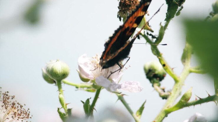 Una vanessa dei cardi spiega le ali al sole mentre si nutre dei fiori di melo