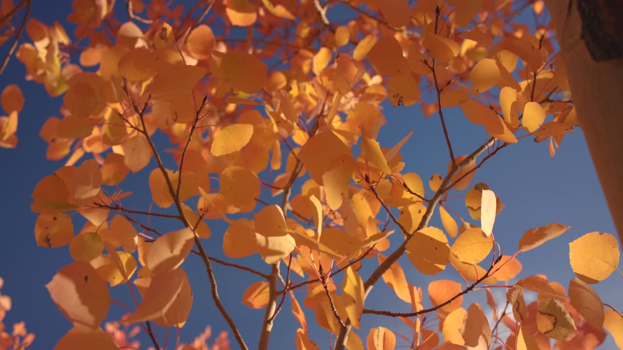 Aspen Leaves in Autumn