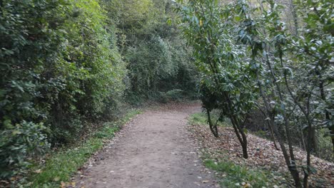 Camino-Bordeado-De-árboles