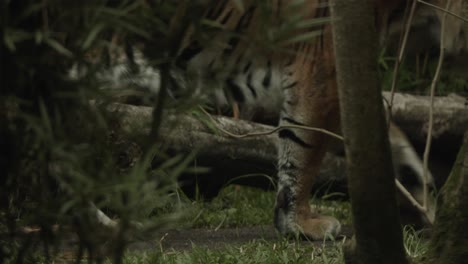 Detail-shot-of-tiger-feet-or-paws-walking-on-ground,-footsteps-visible