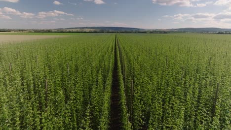 Feld-Mit-Grünem-Hopfen-Wächst-Hoch