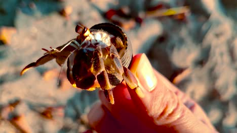 a fascinating hermit crab with its unique shell and impressive pincers as it sits calmly in the palm of a hand