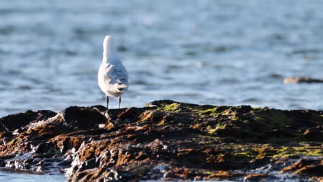 seagull standing on pier near the ocean