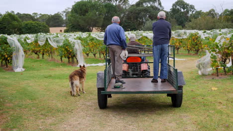 Men-on-tractor-drive-down-vineyard-to-collect-grapes-for-harvest-with-dogs-running-around